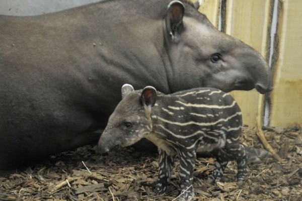 Megvan az Andok világának első újszülöttje