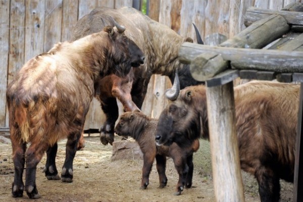 Megszületett az ország első takinja 