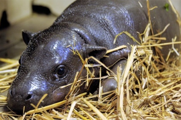 Újabb zoológiai szenzáció!