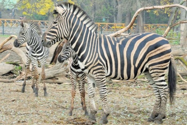 Újabb patással gyarapodott a fekete kontinens patásait bemutató kifutórendszer 