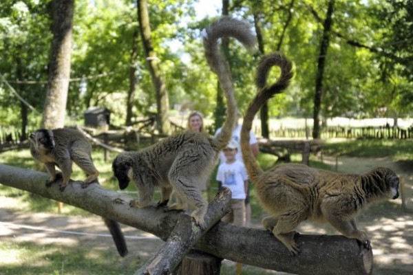 Már a látogatók is birtokba vehetik a megújult makierdőt!