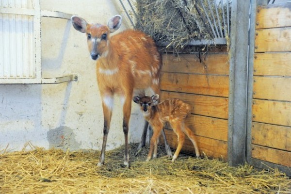Ritka antilopfaj született  Állatparkunkban!  