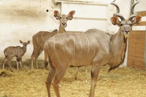 Megszületett az ország első nagy kudu borja!