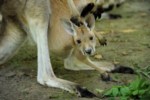 Már láthatók az országban csak itt élő vörös óriáskenguru bébik