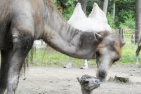 Kétpúpú teve született Állatparkunkban