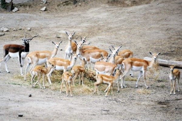 Egy héten belül hat indiai antilop borjú született 