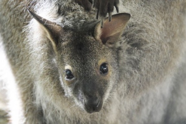 Zsebi babák minden mennyiségben!   