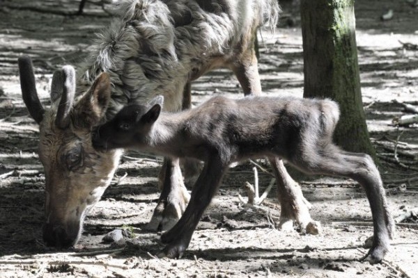 Szépen gyarapodik állatparkunk rénszarvas állománya, hiszen 3 nap alatt 3 apróság látott napvilágot.  