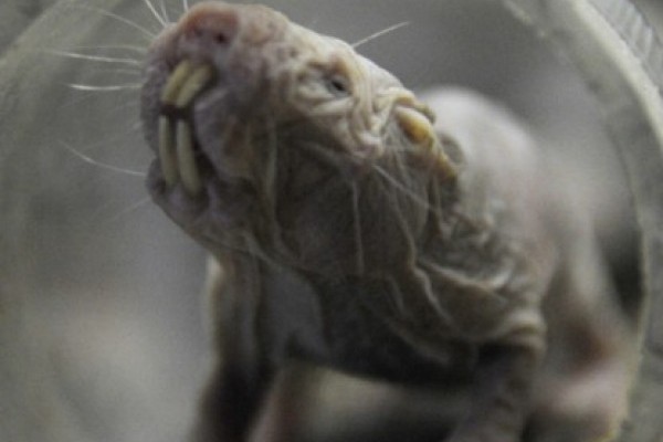 A Viktória ház egyik legérdekesebb külsejű lakói...