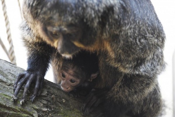 Sátánmajom született a Nyíregyházi Állatparkban