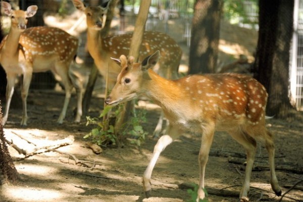 Velük már a természetben nem találkozhatsz