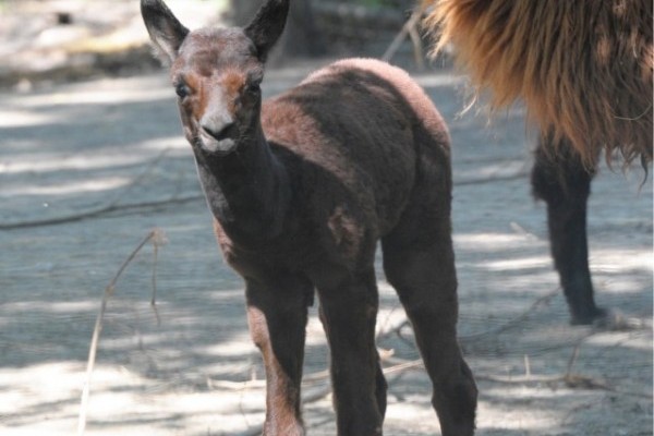 Családi örömök érték  Állatparkunk alpakáit!  