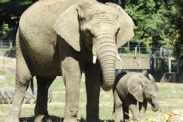 Nevet kapott a kis elefánt! 