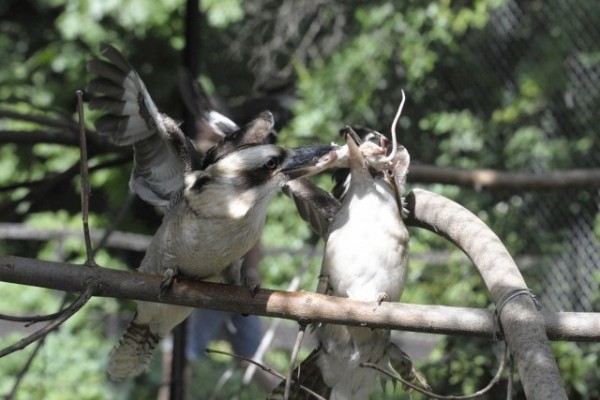 Kacagó fiókák a Nyíregyházi Állatparkban!