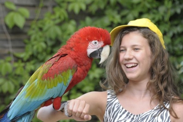 Már hagyománnyá vált, hogy a tanév végén megnyitja kapuit Állatparkunk nyári tábora, a  Zoo Suli. 