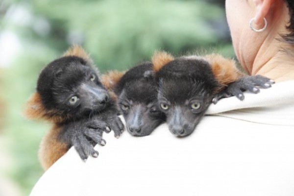 Különleges maki bébik, vörös varik ( Varecia rubra) születtek a Nyíregyházi Állatparkban!                                                                        
