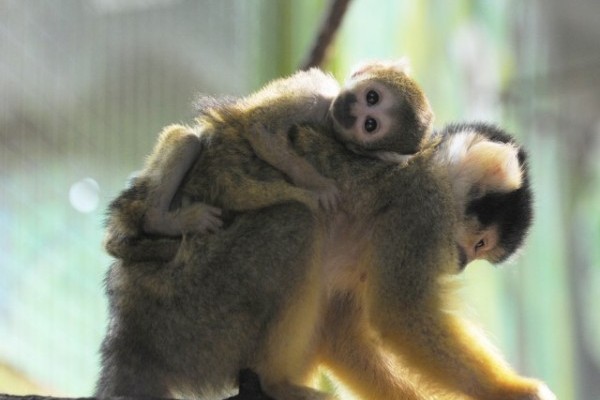 Bolíviai mókusmajom született Állatparkunkban! 