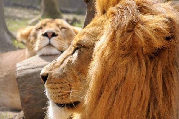 Zeusz az új király!