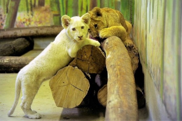 Még szavazhatsz, mi legyen a kis fehér oroszlán neve! 