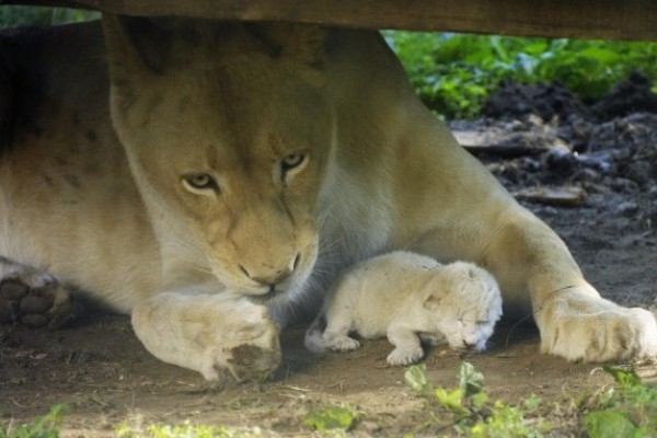 Tegnap késő délután, a látogatók előtt jött a világra  egy kis fehér oroszlán  