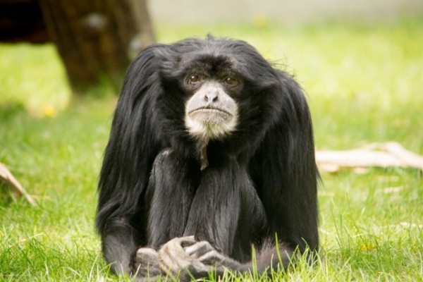 Elpusztult Európa legidősebb sziamangja 