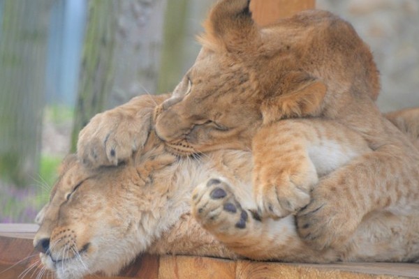 Our guests can already see Mázli, the rescued lion cub from Ukraine