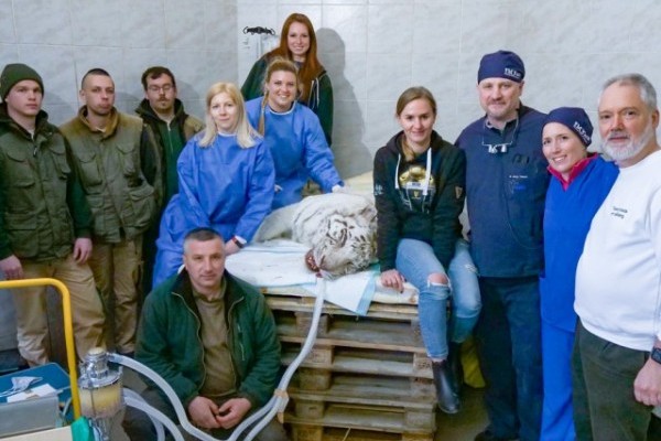 A surgical intervention was executed on our zoo’s white tiger by an international group of vet professionals.