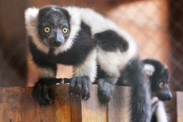 Rare, black-and-white ruffed lemurs were born in our Zoo.