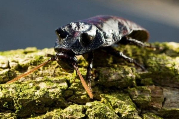 Halloween a Nyíregyházi Állatparkban