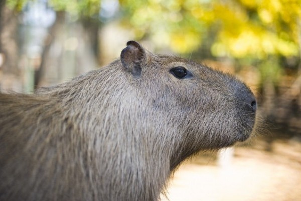 Mint a hírekből értesülhettünk róla, vízidisznók lepték el a riói olimpia golfpályáját.