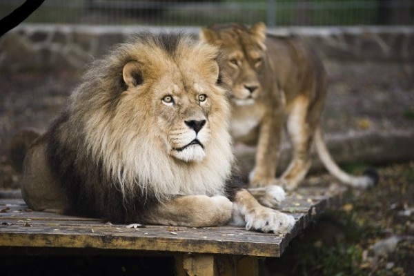 Egy oroszlán halálára