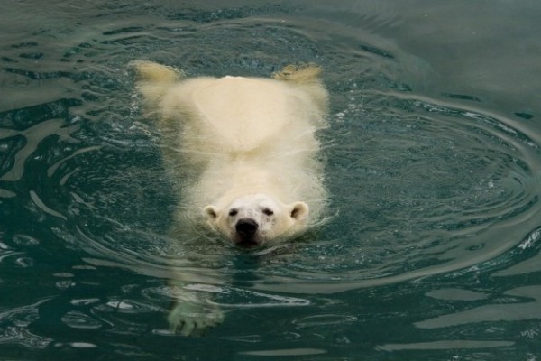 Február 27-e a Jegesmedvék Nemzetközi Világnapja. 