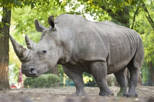 Állatságok-- avagy vélt vagy valós hiedelmek az állatokról.
