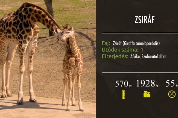 Hamarosan újabb részekkel jelentkezik a ZOO Tv