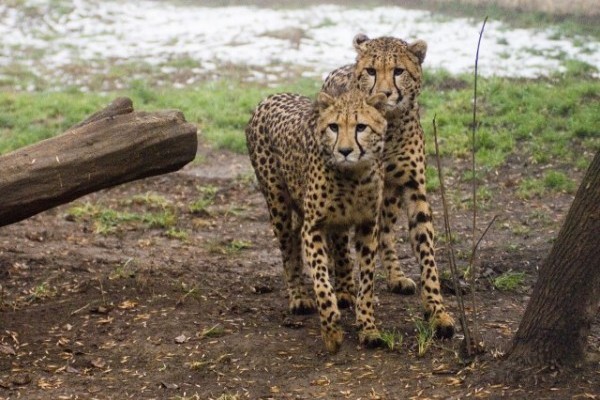 Ma van a Nemzetközi Gepárd Nap!