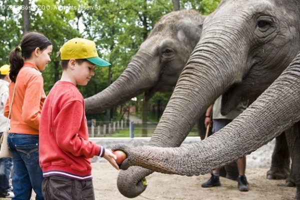 Zoo-suli 2010