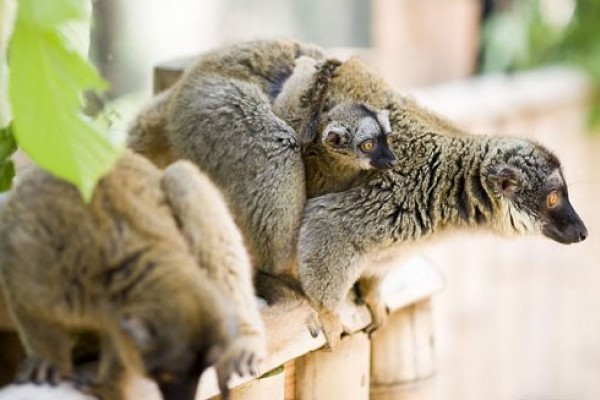 Rare sloths were born at Sosto Zoo
