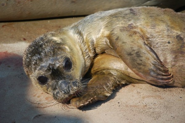 Harbour seal was born at Sosto Zoo