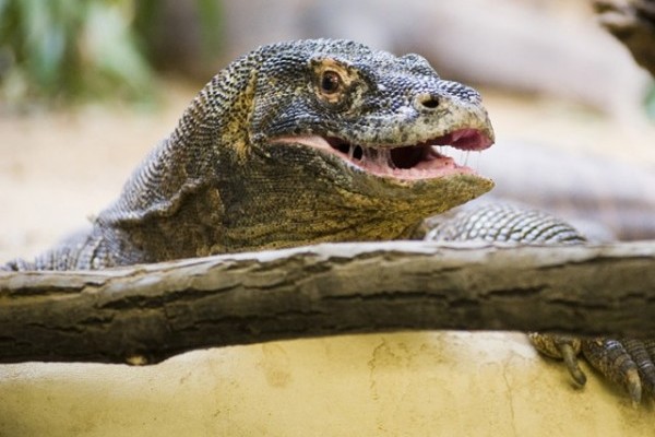 Sárkány etetés a Sóstó Zoo-ban!