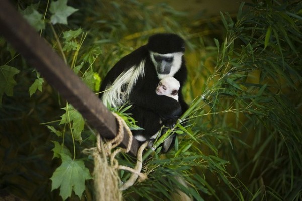 Mantled guereza was born at Sosto Zoo