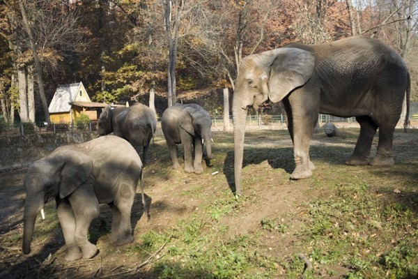 Sosto Zoo became an elephant breeding centre
