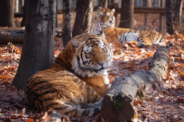 Szibériai tigris érkezett!