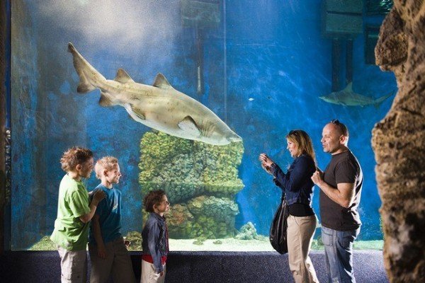 Sosto Zoo is one of the most visited attractions