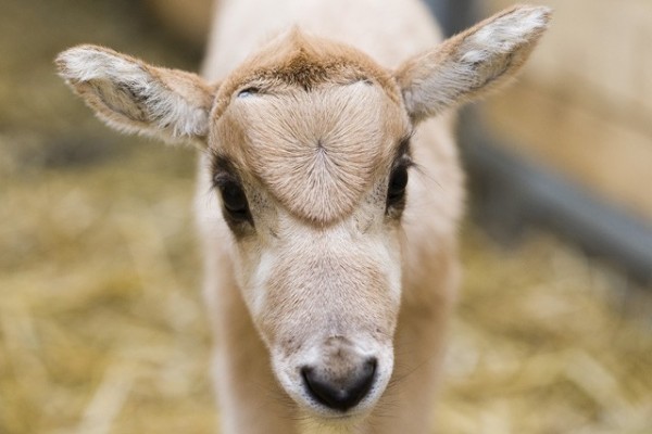 Addax antelope (Addax nasomaculatus) calves were born at Sosto Zoo