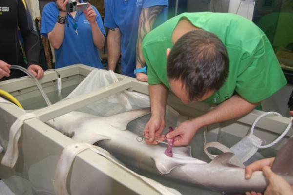 Life-saving surgery on a shark