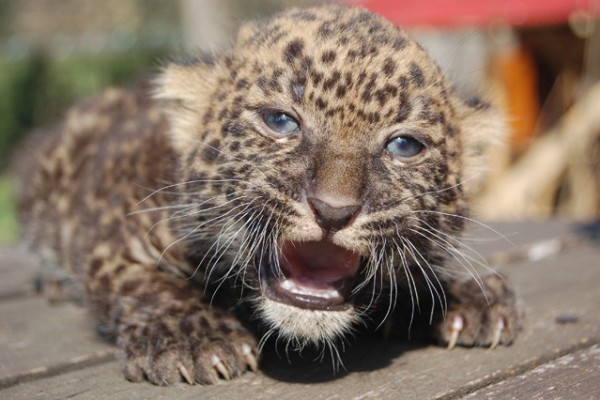 A male leopard (Panthera parduc) was born at Sosto Zoo