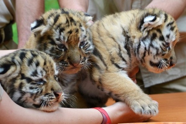 Bemutatkoztak az ország leghíresebb tigris párjának csemetéi!