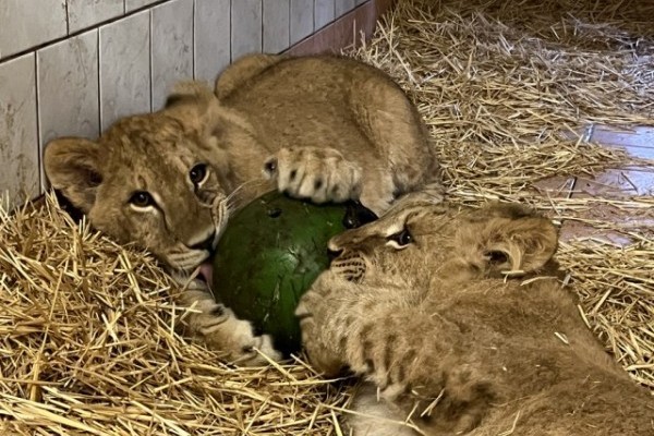 The little lion who was saved from Ukraine in 2022 got a companion.