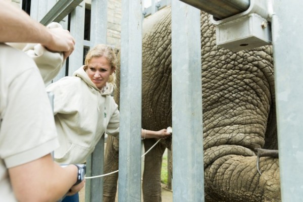 Ultrahangos vizsgálatnak vetettük alá parkunk afrikai elefántját!
