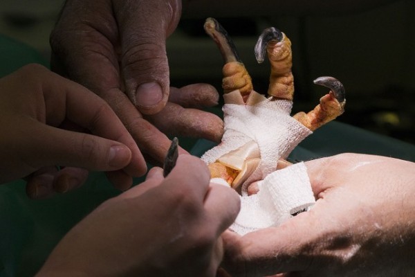 Talp plasztika egy kaffersason